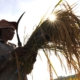 Filipino peasant